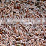 Psyllium Seeds thumbnail-3