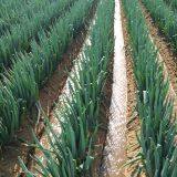 Wholesale of Origin of Zhangqiu Green Onion Seeds thumbnail-2