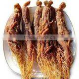 Natue Body Tonic Herb Red Ginseng Root / Panax Ginseng / Ninjin With Tail thumbnail-4