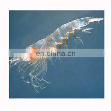 Frozen White Krill Shrimp for Fish Fodder thumbnail-1