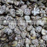 Flower White Mushroom Cultivation