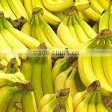 Vietnam Fantastic Sweet Cavendish Fresh Banana