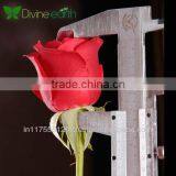 Cut Rose thumbnail-1