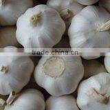 2016FRESH GARLIC thumbnail-3