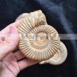 Precious High Quality Natural Ammonite Fossil Snail For Sale Gift Ornaments thumbnail-2