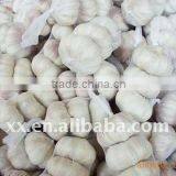 2011 New Crop Purple Garlic thumbnail-1