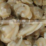 Frozen Shell Clam Meat