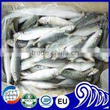 Frozen Bulk Packing Yellow Tail Scad Fish Whole Round