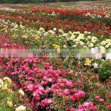 Fresh Cut Roses thumbnail-6