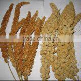 Millet Sprays