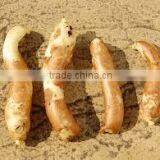 Gloriosa Superba Tuber thumbnail-1