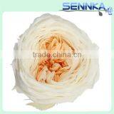 Luxury White With Orange Preserved Austin Rose Flower Head Preserved Flower Arrangement thumbnail-3