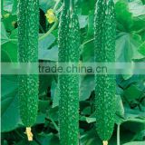 Cucumber Seed Duo Fu