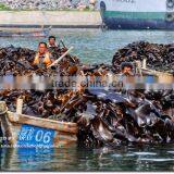 NPK Water Soluble Foliar Bio Fertilizer Organic Liquid Fertilizer thumbnail-1