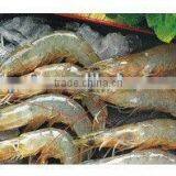 Cat Diet Cat Food Cat Meal thumbnail-2