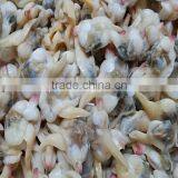 Frozen Boiled Clean Yellow Clam Skewer thumbnail-2