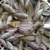 FROZEN HORSE MACKEREL FISH LAND FROZEN 20CM UP thumbnail-2