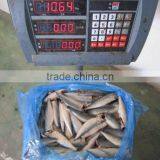 Land Frozen Pacific Mackerel Headless thumbnail-4