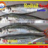 FROZEN W/R REDTAIL SCAD thumbnail-2