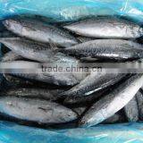 for Canning Whole Round Medium Quality Frozen Bullet Fish Mackerel thumbnail-1