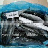 Frozen Tuna Fish Frozen Bonito Fish thumbnail-1