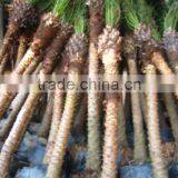 Phoenix Roebelenii thumbnail-4