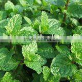 Plant Extract Flavor Enhancer Spearmint Oil thumbnail-1