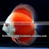 Discus Fish Farm for Sale and Export thumbnail-3