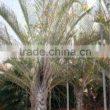 Dypsis Decareyii "Triangle Palm" 250/300 in 40 Liters Pot thumbnail-1