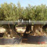 OLEA EUROPAEA BONSAI thumbnail-1