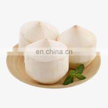 For Drink Healthy And Cheap Price Fresh Coconut Origin From Viet Nam thumbnail-4