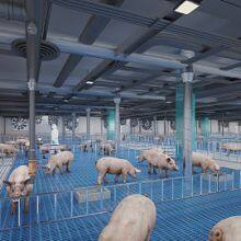 Steel Structure Cow/Sheep/Horse Shed Prefab Steel Farm Building Horse Barn Cow House Design thumbnail-5