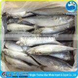 New Coming A Grade Frozen Pacific Mackerel 200-300g 300-500g