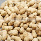 Roasted Peanuts in Shell From China Size 9/11 thumbnail-1