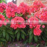 Annual Phlox , Phlox, Flower Seeds , Herb Seed,vegetalbe Seed,fruit Seed,grass Seed thumbnail-3