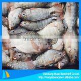 New Fresh Frozen Red Tilapia Fish thumbnail-1
