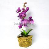 Graceful Brassia Orchid In The Gilded Pot thumbnail-1