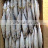 6-8pcs/kg Light Seine Pacific Mackerel