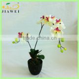 wholesale potted orchid table bonsai