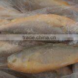 Frozen Fresh High Quality Yellow Croaker Fish thumbnail-1