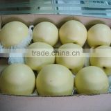 Fresh Golden Pear with Factory Price