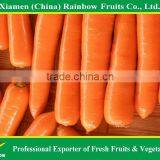 Sweet Fresh Carrots VERY HIGH GRADE FOR SALE Hot Sales