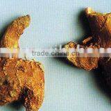 Curcuma Zedoary thumbnail-1