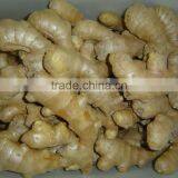 Fresh Ginger thumbnail-2