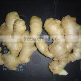 Big Size Air Dried Fresh Ginger thumbnail-5