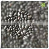 JSX Types Of Size500-550 Canned Color Selected Black Beans For Sale thumbnail-6