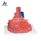 Human Pulmonary Alveoli