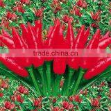 Upright Cluster Hot Pepper/Chilli Seed Uranus No.3 thumbnail-1