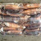 Frozen Whole Round Illex Squid Sea Frozen Illex Squid thumbnail-1