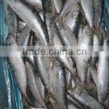 Whole Frozen Sardine Fish thumbnail-3